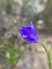 Cheiranthera alternifolia