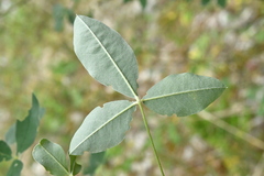 Laburnum anagyroides