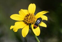 Acmaeodera flavomarginata