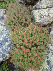 Rhodiola quadrifida