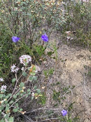 Cheiranthera alternifolia