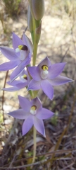 Thelymitra alcockiae