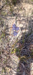 Thelymitra alcockiae