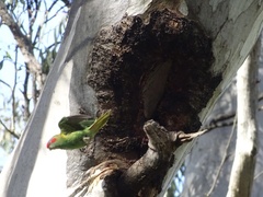 Glossopsitta concinna