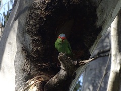 Glossopsitta concinna