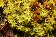 Leptodontium paradoxum