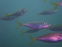 Trachurus novaezelandiae