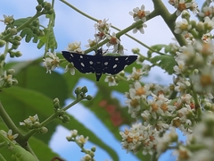 Bocchoris inspersalis