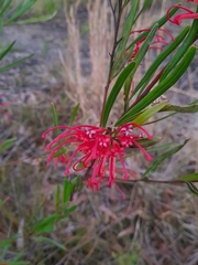Grevillea oleoides