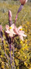 Thelymitra luteocilium