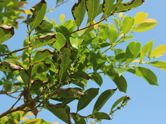 Glochidion rubrum