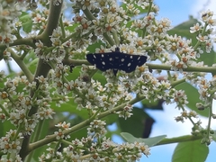 Bocchoris inspersalis