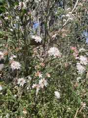 Calytrix alpestris