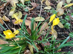 Sternbergia lutea