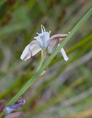 Caesia parviflora parviflora