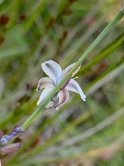 Caesia parviflora parviflora