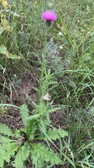 Carduus crispus