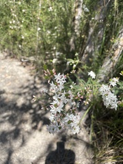 Calytrix alpestris