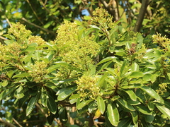 Pittosporum pentandrum