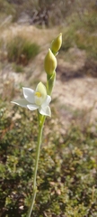 Thelymitra albiflora