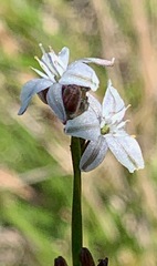 Caesia parviflora parviflora