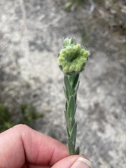 Pimelea octophylla