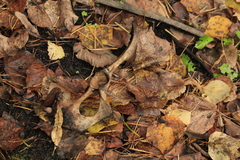 Mammalia