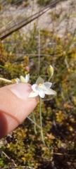 Thelymitra albiflora