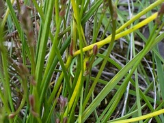 Caesia parviflora parviflora