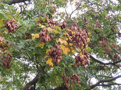Koelreuteria