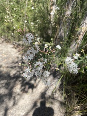 Calytrix alpestris