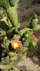 Austrocylindropuntia subulata