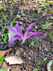 Colchicum montanum