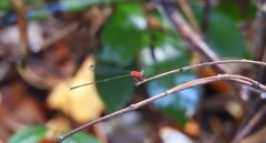 Amphicnemis gracilis