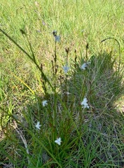 Caesia parviflora parviflora