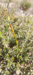 Thelymitra albiflora
