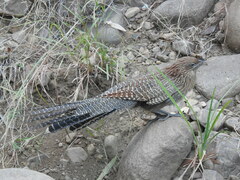 Centropus phasianinus