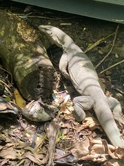Varanus bengalensis