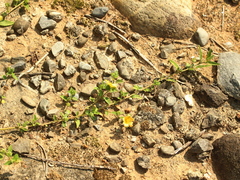 Sida rhombifolia insularis