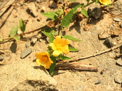 Sida rhombifolia insularis