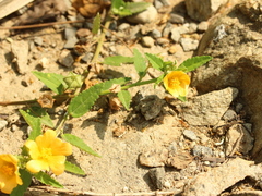 Sida rhombifolia insularis