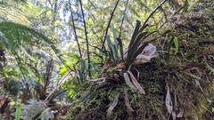 Notogrammitis billardierei