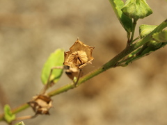 Sida rhombifolia insularis