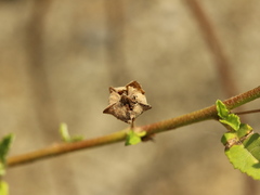 Sida rhombifolia insularis