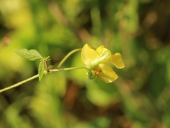 Vigna reflexopilosa