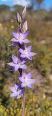 Thelymitra megcalyptra