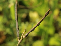 Vigna reflexopilosa