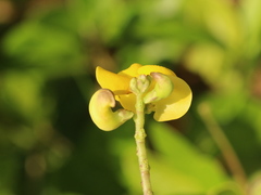 Vigna reflexopilosa