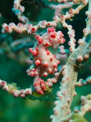 Hippocampus bargibanti