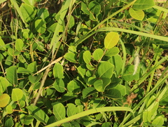 Glochidion rubrum